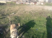 Satılır 3 sot torpaq Sumqayıt