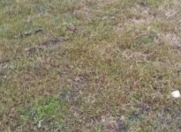 Satılır 6 sot torpaq Hövsan