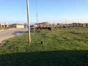 Satılır 16 sot torpaq Fatmayı