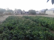 Satılır 21 sot torpaq Albalı