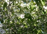 Satılır 23 sot torpaq Xaçmaz