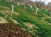 Satılır 4 sot torpaq Sumqayıt