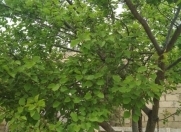 Satılır 3 sot torpaq Sumqayıt