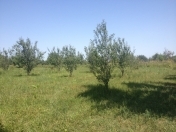 Satılır 150 sot torpaq Quba