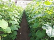 Satılır 6 otaqlı 2700 m2 obyekt Sumqayıt