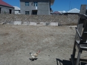 Satılır 3 sot torpaq Ramana