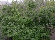 Satılır 5 sot torpaq 28 may