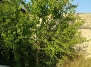 Satılır 3 sot torpaq Biləcəri