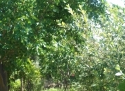 Satılır 3 sot torpaq Sulutəpə