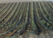 Satılır 2000 sot torpaq Şamaxı