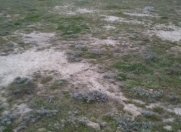 Satılır 6 sot torpaq Pirşağı