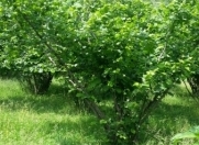 Satılır 16 sot torpaq Qax