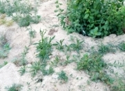 Satılır 5 sot torpaq Xocəsən