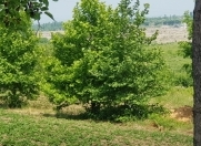 Satılır 8 sot torpaq Quba