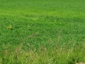 Satılır 10 sot torpaq Pirşağı