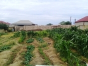 Satılır 2 sot torpaq Saray