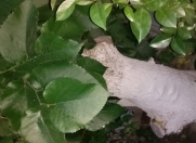 Satılır 20 sot torpaq Xızı