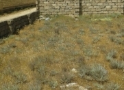 Satılır 5 sot torpaq Hövsan