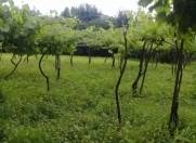 Satılır 15 sot torpaq Qax