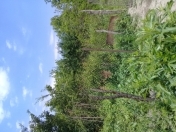 İcarəyə verilir 3 otaqlı 120 m2 həyət evi Quba