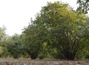 Satılır 8 sot torpaq Xaçmaz