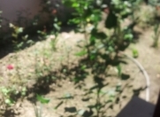 Satılır 4 otaqlı 300 m2 bağ evi Türkan