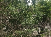 Satılır 7 otaqlı 240 m2 bağ evi Quba