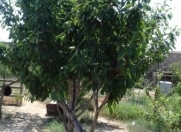 Satılır 12 sot torpaq Mərdəkan