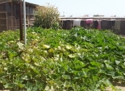 Satılır 2 otaqlı 45 m2 bağ evi Buzovna