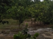 Satılır 13 sot torpaq Xaçmaz