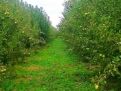 Satılır 100 sot torpaq Quba