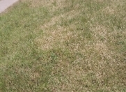 Satılır 2 sot torpaq Y.Suraxanı