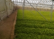 Satılır 80 sot torpaq Zirə