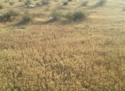 Satılır 100 sot torpaq Məhəmmədli