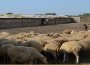 Satılır 8 otaqlı 100 m2 obyekt Quba