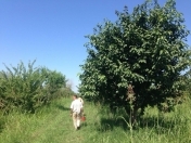 Satılır 200 sot torpaq Xaçmaz