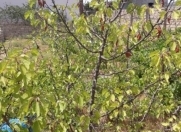 Satılır 3 sot torpaq Şağan