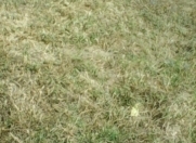 Satılır 2 sot torpaq Y.Suraxanı