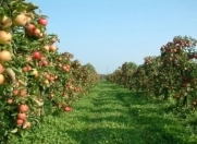 Satılır 115 sot torpaq Quba