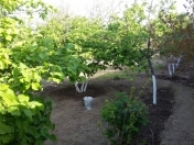 Satılır 6 sot torpaq Saray