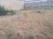 Satılır 5 sot torpaq Xaşaxuna