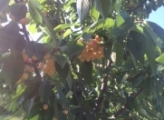 Satılır 20 sot torpaq Quba