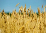 Satılır 300 sot torpaq Göygöl