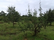 Satılır 59 sot torpaq Xaçmaz