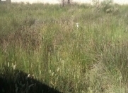 Satılır 6 sot torpaq Pirşağı