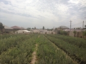 Satılır 2 otaqlı 80000 m2 obyekt Binə