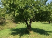 Satılır 12 sot torpaq İsmayıllı