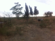 Satılır 250 sot torpaq Məhəmmədli