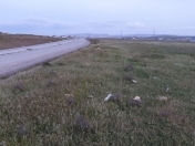 Satılır 120 sot torpaq Saray