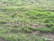 Satılır 6 sot torpaq Salyan